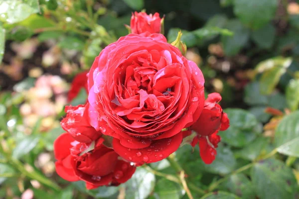 Bahçede kırmızı gül