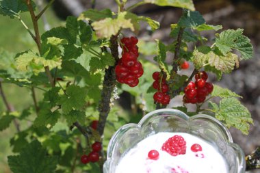 Taze meyveli lezzetli yoğurt.
