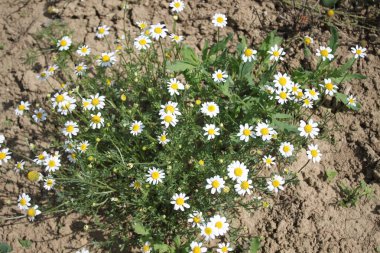 Bahçede çiçek açan papatya çayı