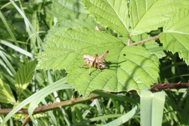 bahçede bir yaprak üzerinde çekirge