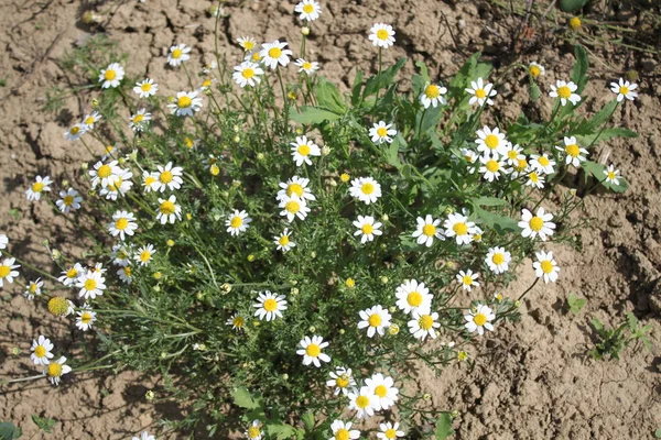 Bahçede çiçek açan papatya çayı