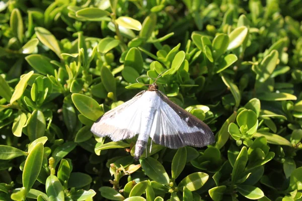 kutu yaprakları üzerinde kutu ağaç güvesi