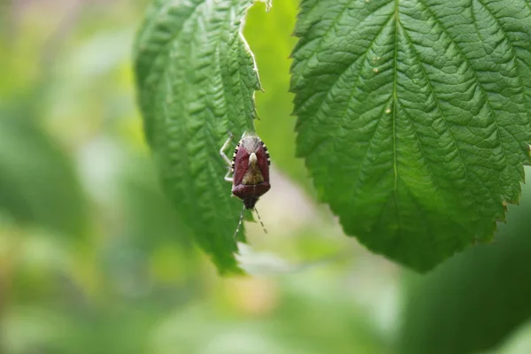 Pequeno Bug Jardim — Fotografia de Stock