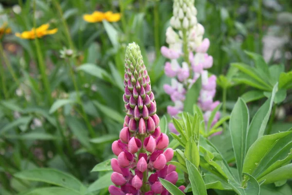 Rosa Lupin Trädgården — Stockfoto