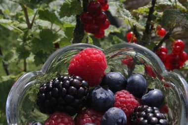 bir kuş üzümü çalı önünde farklı lezzetli meyve
