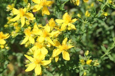 Çayırda St John's wort