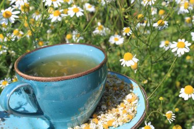 çiçek açan papatya ve papatya çayı