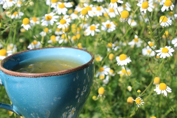 Kwitnących Rumianku Rumianku Herbaty — Zdjęcie stockowe