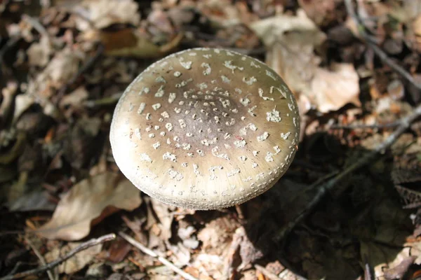 Mushroom Summer Forest — Stock Photo, Image
