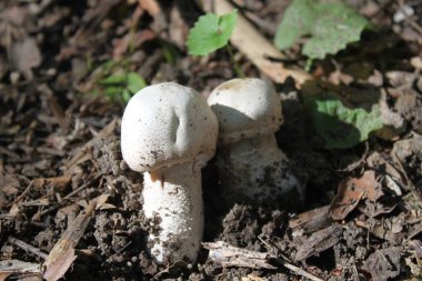 ormanda yaz aylarında champignons