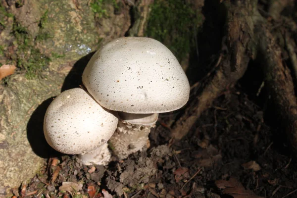 Champignons Été Dans Forêt — Photo