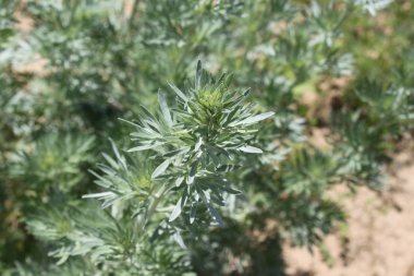 Bahçedeki sağlıklı pelin otu.