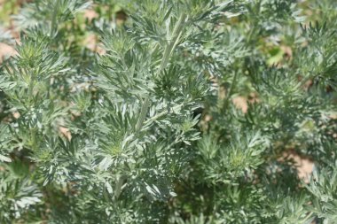 Bahçedeki sağlıklı pelin otu.