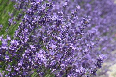 Yazın açan lavanta çiçekleri