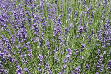 Yazın açan lavanta çiçekleri