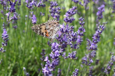 kelebek içinde çiçek açan lavanta