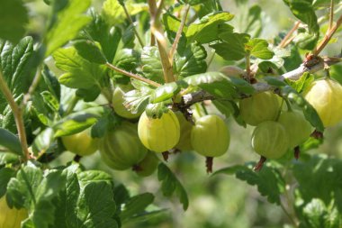 bahçede yaz aylarında bektaşi üzümü