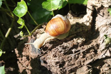 yıpranmış ahşap üzerinde bağ salyangoz