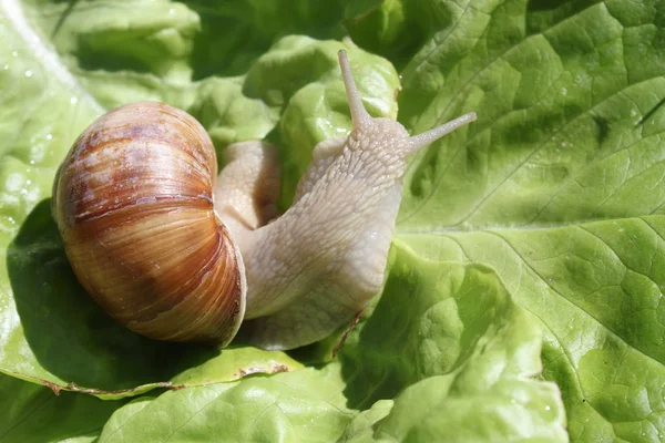 Vingård Snigel Sallad — Stockfoto