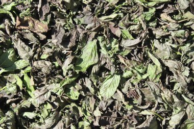 Çay için kurutulmuş nane yaprağı.