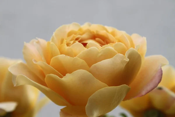 Rose Jaune Dans Jardin — Photo