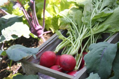 Bahçede bir sepetin içinde turp