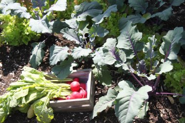 Bahçede bir sepetin içinde turp