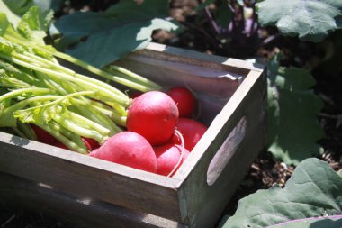 Bahçede bir sepetin içinde turp
