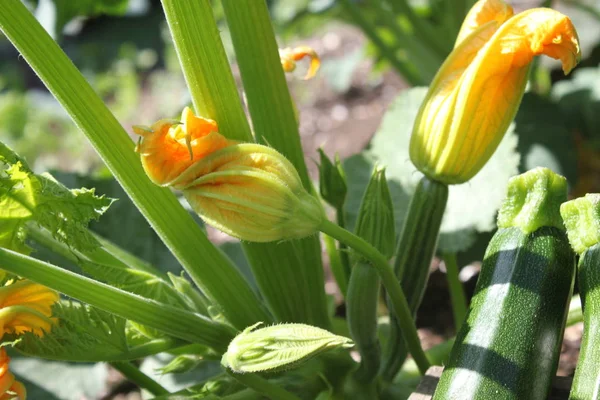 Zucchine Mature Fiori Zucchina — Foto Stock