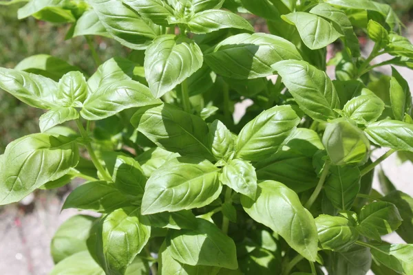 Basilic Vert Dans Jardin — Photo