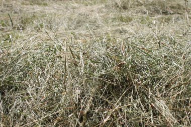 saman ile yeşil bir arka plan