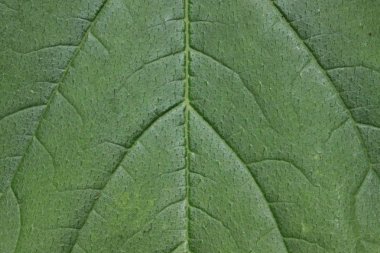 Yeşil yaprağın yapısı