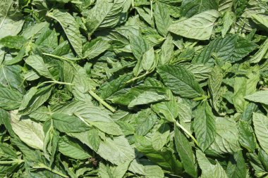 çay için birçok nane yaprağı