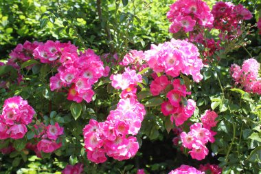 Bahçedeki güzel pembe güller