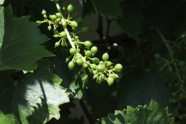 Unripe Grapes Garden — Stock Photo, Image