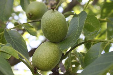 Ceviz ağacında ceviz