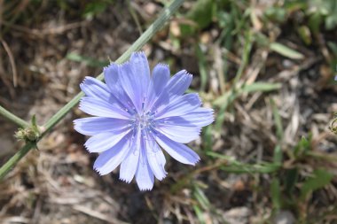 Çayırdaki mavi hindiba