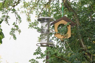 bahçede kuş beslemesi ve bir bluetit