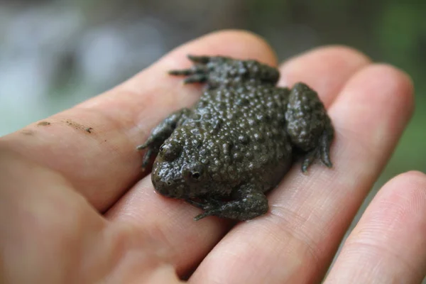 toad on a hand in the forest