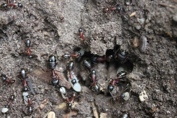 Formigas Vermelhas Floresta — Fotografia de Stock