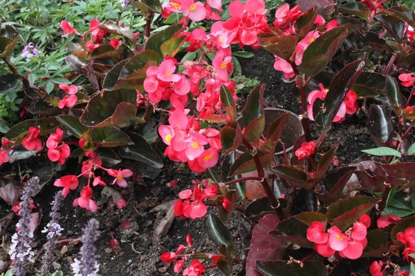 Begonia Cera Jardín —  Fotos de Stock
