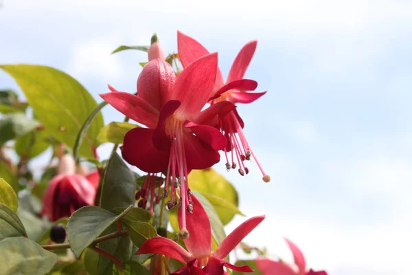 Fucsia Rosa Jardín —  Fotos de Stock