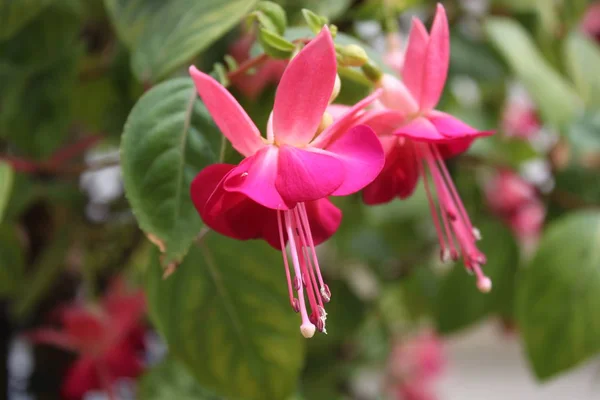 Fuchsia Rose Dans Jardin — Photo