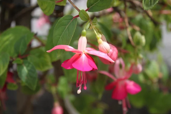 Pink Fuchsia Garden — Stock Photo, Image