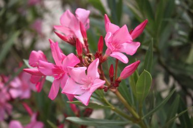 Bahçede çiçek açan pembe zakkum.