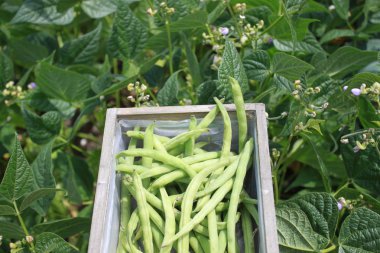 hasat fasulye ve çiçekleri ile fasulye bitkileri