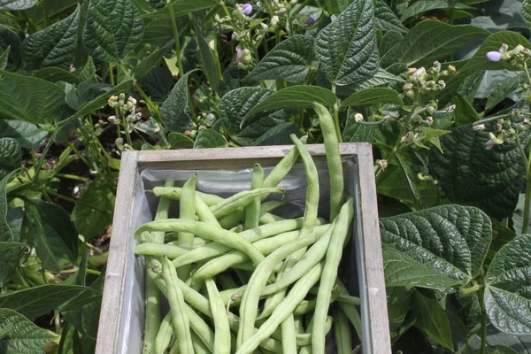 harvested beans and bean plants with blossoms
