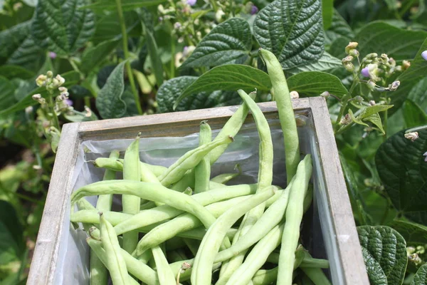 harvested beans and bean plants with blossoms