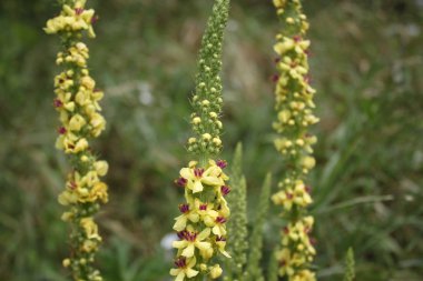 Doğada sarı tarımcılık