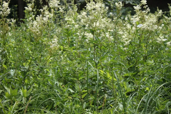 Blossoming Meadowsweet Meadow — Stock Photo, Image